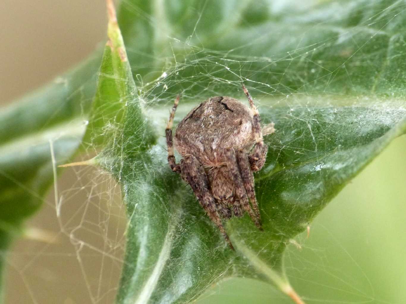 Neoscona subfusca & Agelenatea redii- Tolfa (RM)